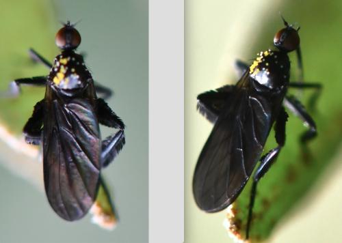 Empis pennipes